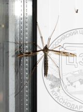 Долгоножка-гигантская_самка